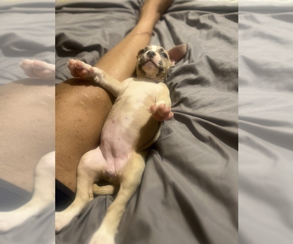 Medium Photo #6 American Bully Puppy For Sale in BUFFALO, NY, USA