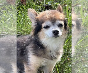 Zeus & Scruffy - Adoption Pending!! - Male Chihuahua-Unknown Mix Dog for Adoption - Photo #7