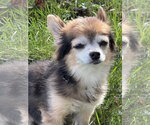 Small Photo #7 Chihuahua-Unknown Mix Puppy For Sale in Oakhurst, NJ, USA