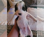 Small Photo #6 English Springer Spaniel Puppy For Sale in MARLOW, OK, USA