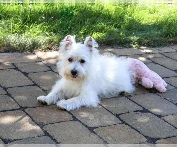 Medium Photo #3 West Highland White Terrier Puppy For Sale in SYRACUSE, IN, USA