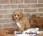 Small #3 Cavapoo