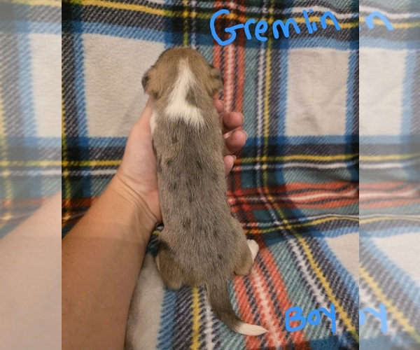 Medium Photo #9 Chizer Puppy For Sale in MONTEZUMA, GA, USA