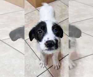 Labbe Dogs for adoption in Tracy City, TN, USA