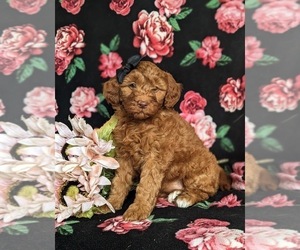 Goldendoodle (Miniature) Puppy for sale in NOTTINGHAM, PA, USA