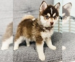 Small Photo #13 Pomsky Puppy For Sale in CINCINNATI, OH, USA