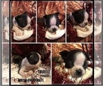 Small Photo #6 Boston Terrier Puppy For Sale in FRUITA, CO, USA