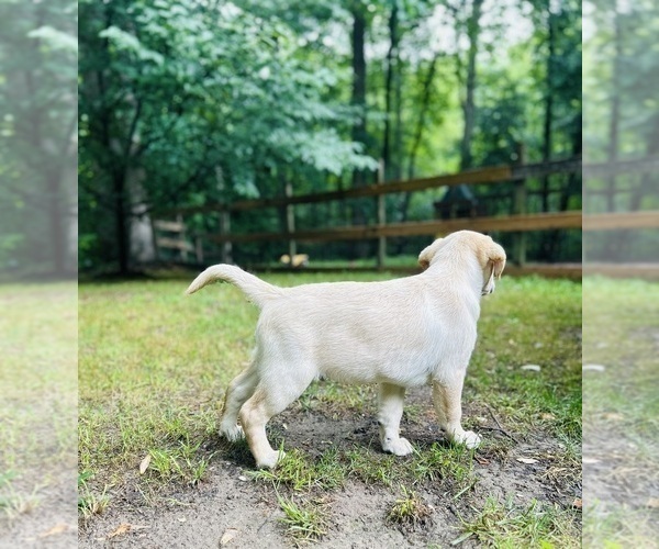 Medium Photo #12 Labrador Retriever Puppy For Sale in LOUISBURG, NC, USA