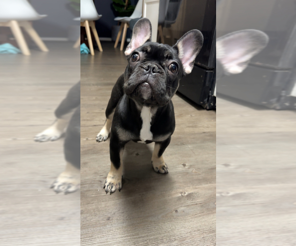 Medium Photo #1 French Bulldog Puppy For Sale in ROUND ROCK, TX, USA