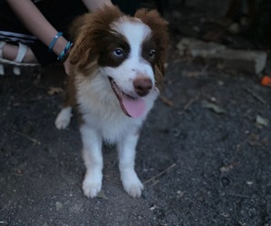 Border-Aussie Puppy for sale in ORANGE, VA, USA