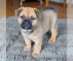 Small #7 French Bulldog Mix