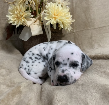 Medium Photo #8 Dalmatian Puppy For Sale in CAMBRIA, VA, USA