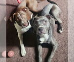 Small #17 Boxer Mix