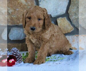 Goldendoodle-Poodle (Standard) Mix Puppy for sale in KINZERS, PA, USA