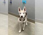 NOVA - Female Siberian Husky-Unknown Mix Dog for Adoption - Small photo