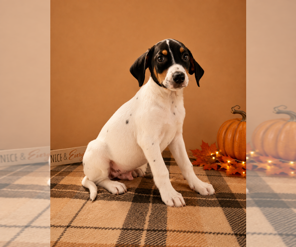 Medium Photo #4 Doberman Pinscher-Rat Terrier Mix Puppy For Sale in GREENFIELD, IN, USA