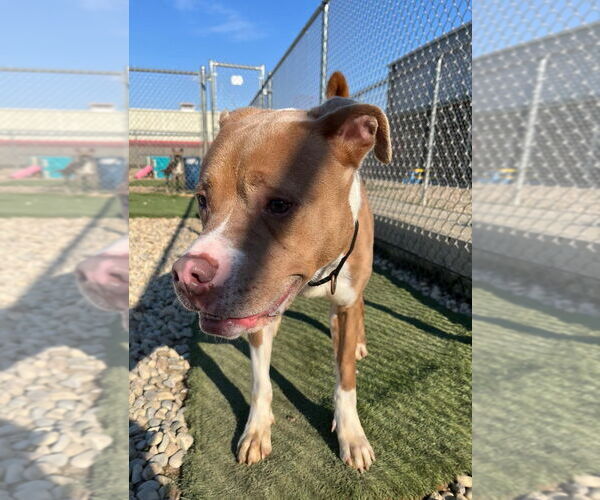 Medium Photo #12 Boxer-Unknown Mix Puppy For Sale in Evansville, IN, USA