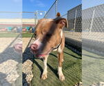 Small #11 Boxer Mix