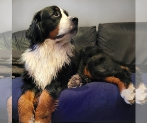 Mother of the Bernese Mountain Dog puppies born on 10/03/2022