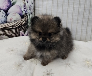 Pomeranian Litter for sale in MENIFEE, CA, USA