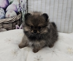 Image preview for Ad Listing. Nickname: Litter of 5