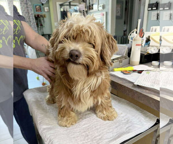 Medium Photo #1 Havanese Puppy For Sale in Benton, LA, USA