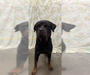 Rottweiler Dogs for adoption in Rosenberg, TX, USA