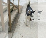Small #2 Siberian Husky