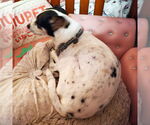 Small #12 Rat Terrier