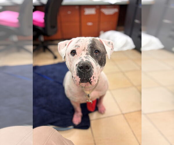 Medium Photo #2 American Bulldog-Unknown Mix Puppy For Sale in Virginia Beach, VA, USA