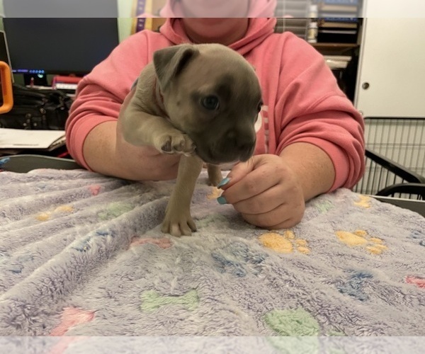 Medium Photo #1 American Pit Bull Terrier Puppy For Sale in TACOMA, WA, USA