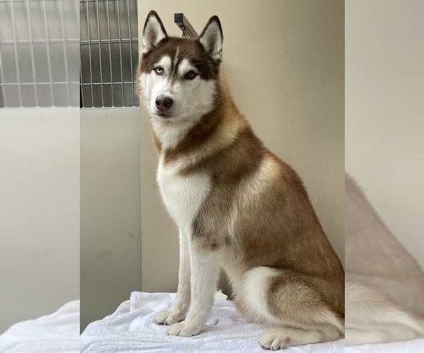 Full screen Photo #1 Siberian Husky Puppy For Sale in FRESNO, CA, USA