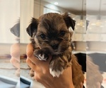 Small Photo #1 Shorkie Tzu Puppy For Sale in LAKEVILLE, MN, USA