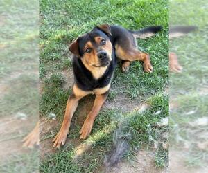 Shepweiller Dogs for adoption in Riverside, CA, USA