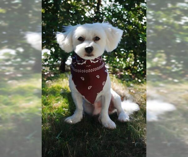 Medium Photo #2 Maltese Puppy For Sale in Oakley, CA, USA