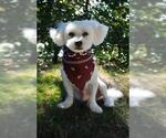 Small #1 Maltese