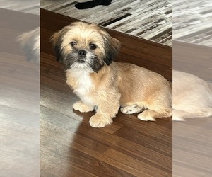 Shih Tzu Puppy for sale in AKRON, OH, USA