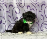 Small Photo #3 Havanese-Poodle (Toy) Mix Puppy For Sale in LANCASTER, PA, USA