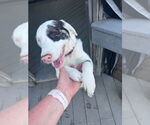 Small #1 Australian Shepherd Mix