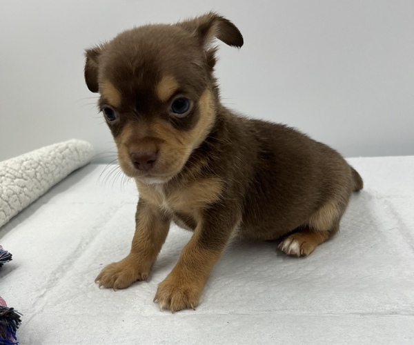 Medium Photo #9 Chorkie Puppy For Sale in SAINT AUGUSTINE, FL, USA