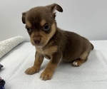 Small Photo #9 Chorkie Puppy For Sale in SAINT AUGUSTINE, FL, USA