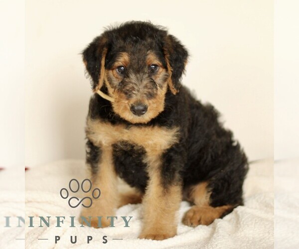 Medium Photo #5 Airedale Terrier Puppy For Sale in HOLTWOOD, PA, USA