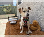 Small #2 Chiweenie