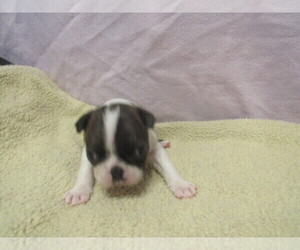 Boston Terrier Puppy for sale in BLACK HORSE, OH, USA