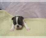 Small Boston Terrier