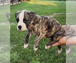 Puppy Puppy 4 American Bulldog