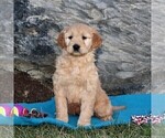 Small Photo #1 Goldendoodle (Miniature) Puppy For Sale in STRASBURG, PA, USA