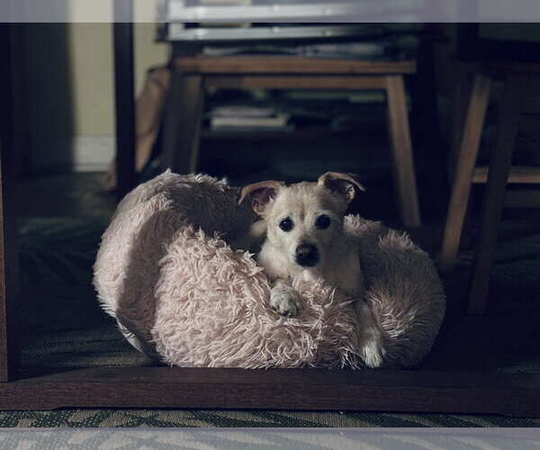 Medium Photo #3 Chihuahua-Unknown Mix Puppy For Sale in Marina Del Rey, CA, USA