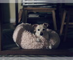 Small #2 Chihuahua Mix