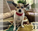 Small #1 Jack Chi